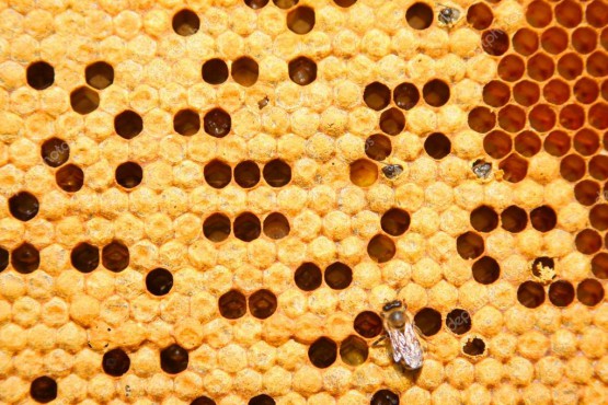 bees-on-honeycomb